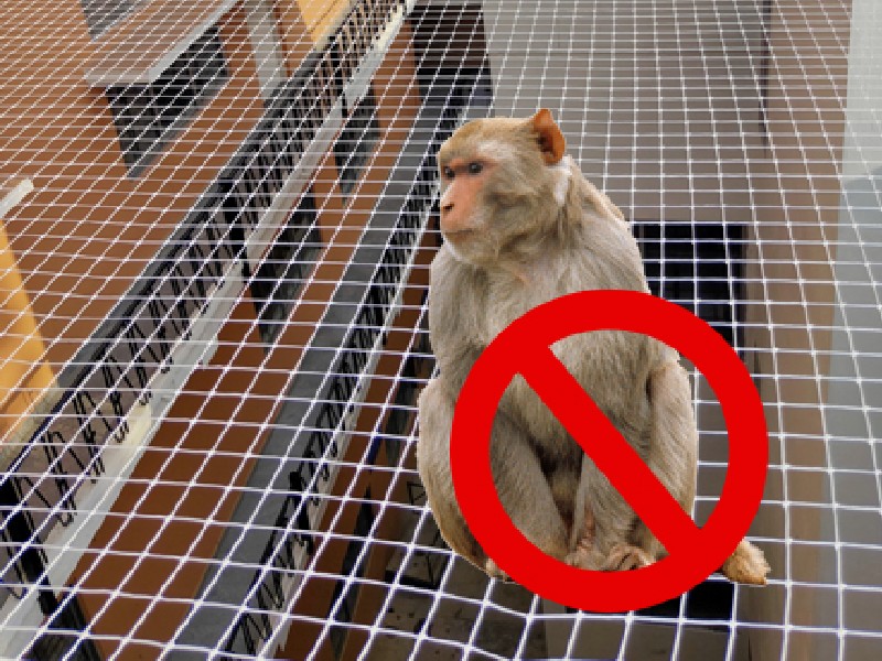Monkey Safety Nets in Chennai Monkey Safety Nets in Chennai
