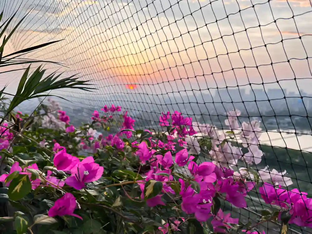 Bird Nets in Miyapur