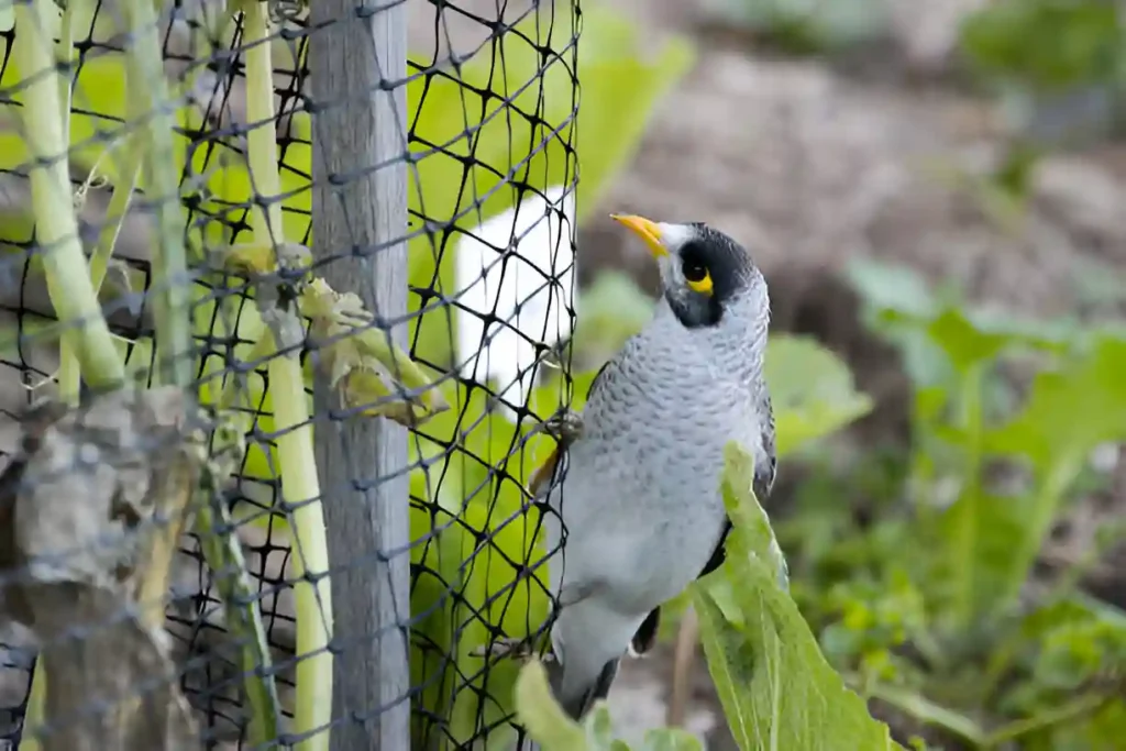 Bird Nets in Karimnagar