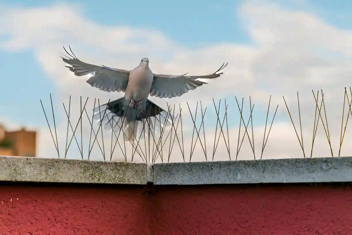 Bird spikes installed on building ledge in Chennai to prevent pigeons