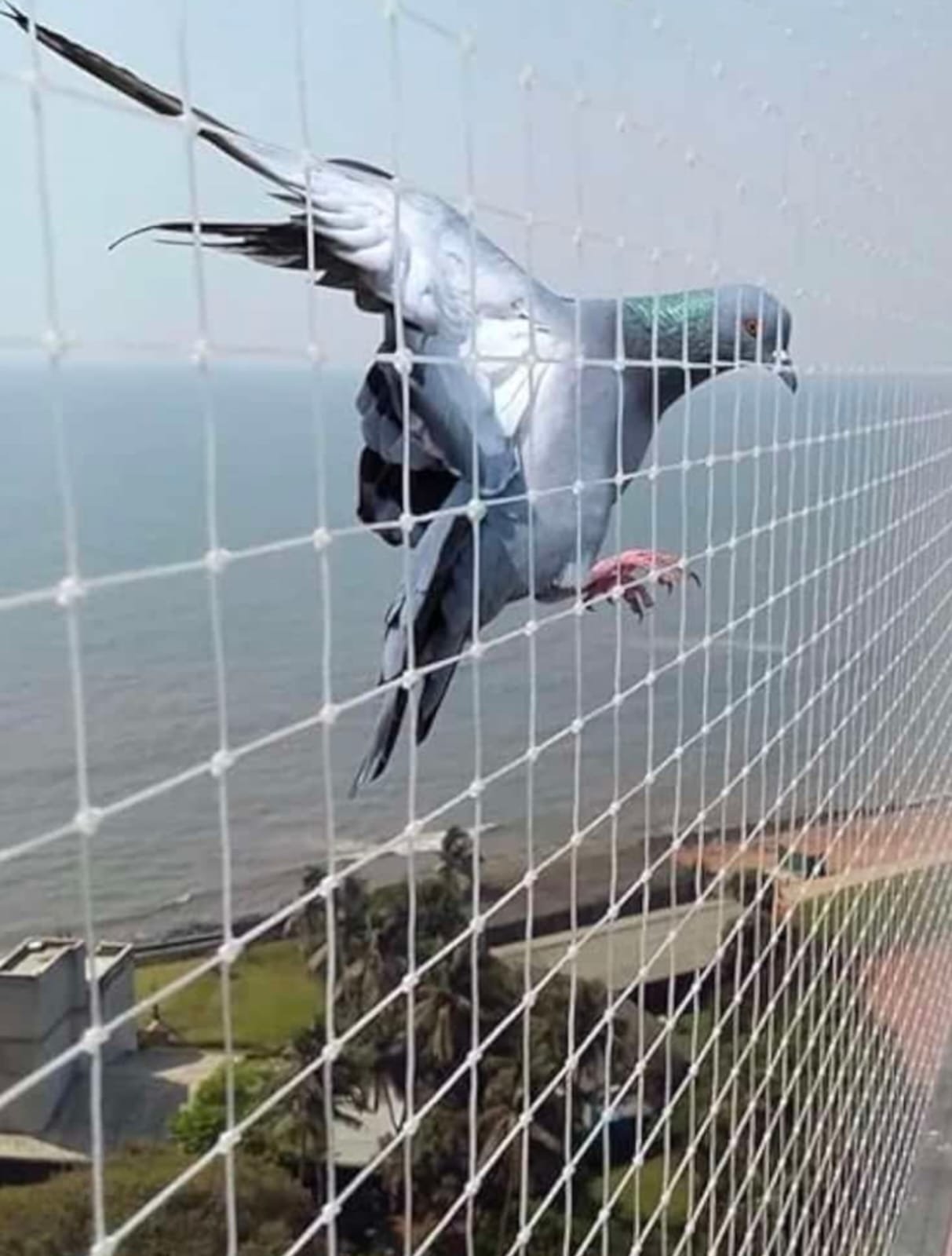 Pigeon Nets